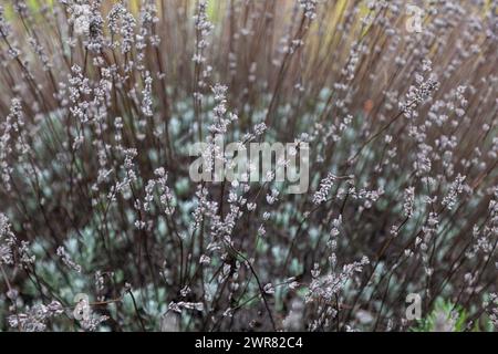 Frostbedeckter, üppiger Lavendelstrauch im Herbstgarten. Stockfoto