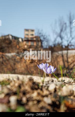Crocus pulchellus oder haarige Krokus im frühen Frühling lila Blume nach den Waldbränden, in der Nähe der Zinkminen Kirki Evros Griechenland, die Natur wiedergeboren Stockfoto