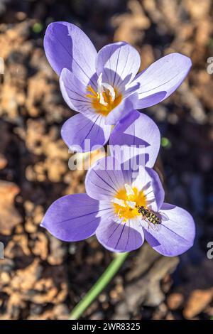 Makroaufnahme von Krokus pulchellus oder haarigem Krokus im frühen Frühling, violette Blume, gelbe Biene Stockfoto