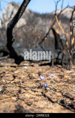 Crocus pulchellus oder haarige Krokus Lila Blüte im frühen Frühling nach den Waldbränden, die Natur wiedergeboren Stockfoto
