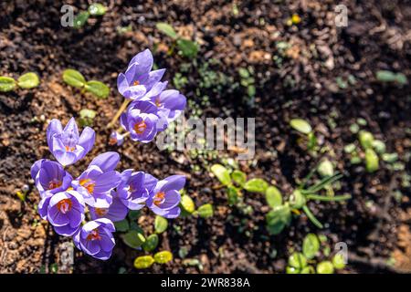 Crocus pulchellus oder haariger Krokus im frühen Frühling lila Blumenstrauß im Wald Stockfoto