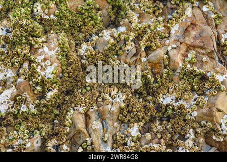 Acorn Barnacles, auch Felsenbarnacles genannt, oder Sessile Barnacles, symmetrische Muscheln, die an Felsen in Avila Beach, Kalifornien, befestigt sind Stockfoto