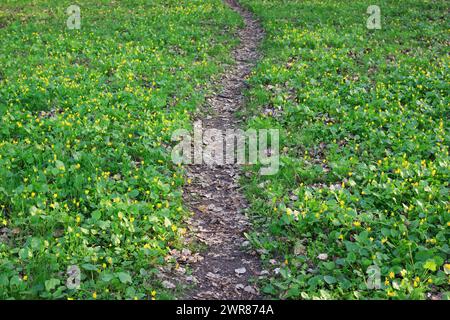 Der Dirt Path Im Park Zwischen Dem Grünen Grasrasen Mit Gelben Blumen. Malerischer Hintergrund Im Frühling. Stockfoto