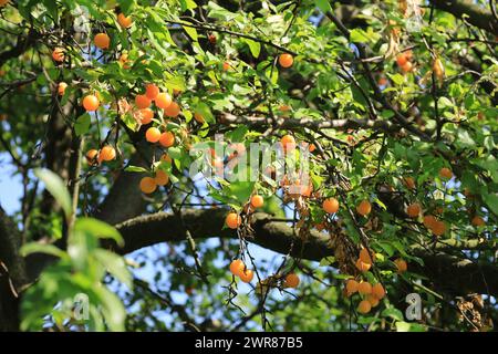 Obstbaum, d. h. gelbe Pflaume in einem Obstgarten. Stockfoto