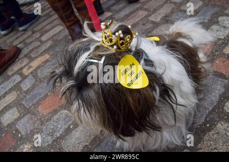 London, Großbritannien. März 2024. Ein Hund mit Krone und Aufklebern "Abschaffung der Monarchie" schließt sich dem Protest an. Anti-Monarchie-Demonstranten aus der Gruppe Republic versammelten sich vor der Westminster Abbey, als Mitglieder der königlichen Familie kamen, um den Commonwealth Day zu feiern. Quelle: Vuk Valcic/Alamy Live News Stockfoto