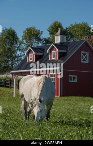 Weißes graues Pferd weidet auf üppig grüner Grasweide im Fahrerlager auf ländlicher Farm kleine rote vinylseitige Scheune im vertikalen Bild des Pferdes im Hintergrund Stockfoto