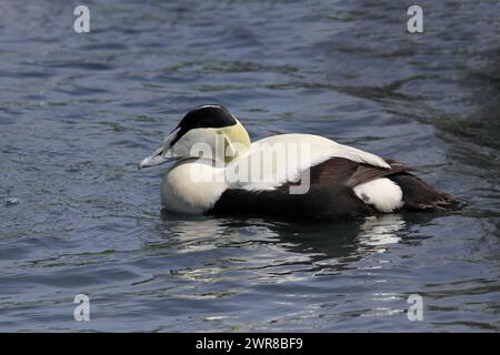 Gemeiner Eider, Somateria Mollissima, Männlich, England Stockfoto