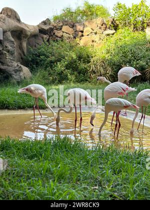 Rosa Flamingos, die in einem schlammigen Teich in der Nähe von Bäumen waten Stockfoto