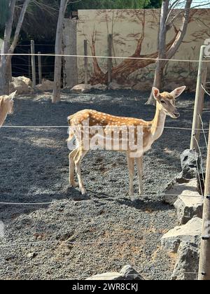 Zwei Hirsche und verschiedene Tiere in einem geschlossenen Bereich Stockfoto