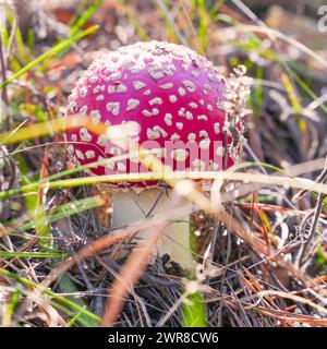 Eine schöne Fliegenagarie wächst im Wald zwischen dem Gras auf der Wiese im Wald Stockfoto