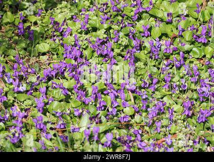 Holzveilchen, Süssveilchen, gemein Veilchen, Violette odorante, Viola odorata, illatos ibolya, Budapest, Ungarn, Magyarország, Europa Stockfoto