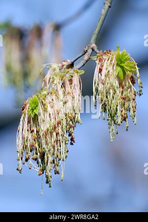 Boxelder, Boxelder Ahorn, Eschen-Ahorn, Erable negundo, Acer negundo, zöld juhar, Budapest, Ungarn, Magyarország, Europa Stockfoto