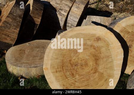 Fällen eines sehr alten Baumes in einem städtischen Gebiet durch Holzfäller. Stockfoto