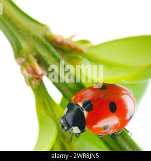 Schöner roter Marienkäfer auf einem grünen Blatt isoliert auf weißem Hintergrund. Stockfoto