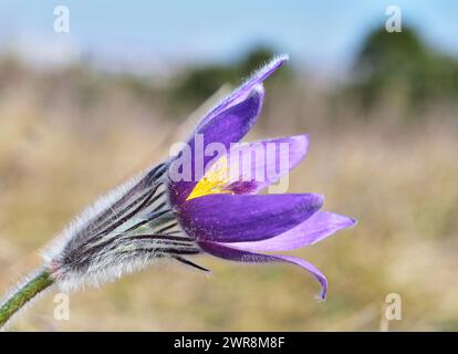 Pulsatilla grandis, die große Pasqueblume in Blüte Stockfoto