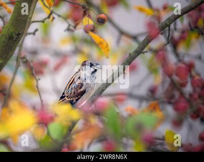 Nahaufnahme eines Spatzes, der auf einem Apfelbaum sitzt Stockfoto