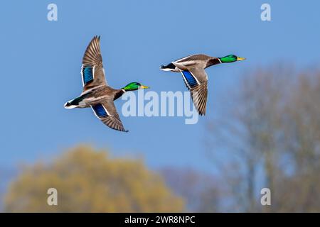 Zwei männliche Stockenten / Wildenten (Anas platyrhynchos), Drachen im Brutgefieder, die im Spätwinter über Baumspitzen fliegen Stockfoto