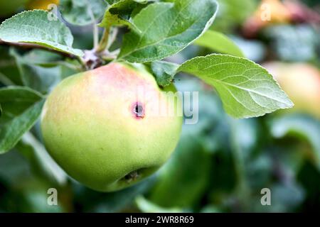 Wormy Apfel selektiver Fokus Nahaufnahme. Fast reifer Apfel, der im Sommer durch Kabeljauchmotte am Apfelbaum beschädigt wurde. Stockfoto