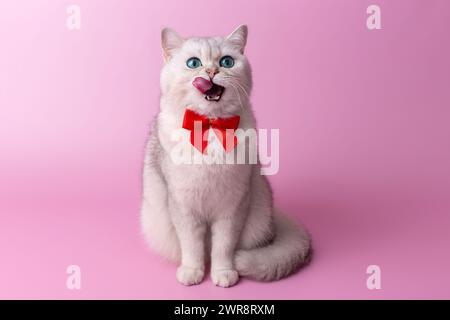 Eine süße weiße britische Katze mit einer roten Schleife auf der Brust sitzt und leckt ihren Mund mit ihrer Zunge Stockfoto