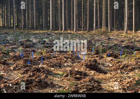 Sie pflanzten Laubbäume, ausgestattet mit blauen Surfschutzvorrichtungen, Plastikspitzen, die das neue Wachstum vor Hirschen schützen. Stockfoto