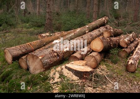 Haufen gefällter Nadelbaumstämme in einem Wald Stockfoto