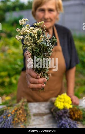 Eine ältere Frau hält Heilkräuter in der Hand. Selektiver Fokus. Stockfoto