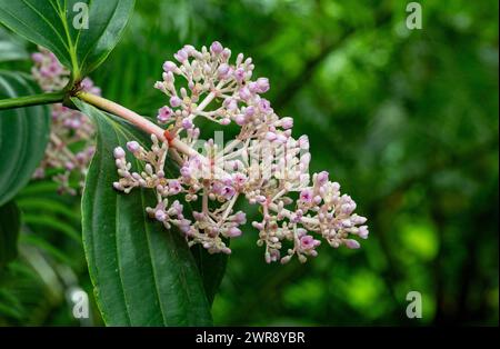 Beginnende Blüten und Blätter einer Medinilla-Großmutter als Nahaufnahme Stockfoto