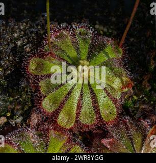 Der Sonnentau (Drosera admirabilis) ist eine fleischfressende Pflanze Stockfoto