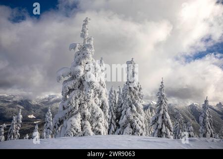 WA25081-00...WASHINGTON - schneebedeckte Bäume nach einem Sturm bei High Hut im Mount Tahoma Trails System. Stockfoto