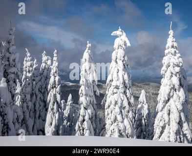 WA25093-00...WASHINGTON - Bäume mit Schnee unter der Nähe von High Hut im Mount Tahoma Trails System. Stockfoto