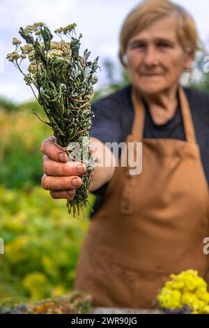 Eine ältere Frau hält Heilkräuter in der Hand. Selektiver Fokus. Stockfoto