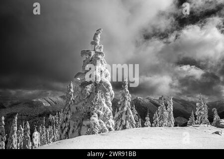 WA25101-00...WASHINGTON - schneebedeckte Bäume und Blick auf den Sawtooth Ridge von High Hut im Gebiet der Mount Tahoma Trails. Stockfoto