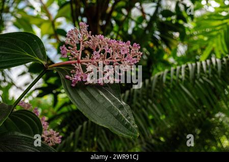 Beginnende Blüten und Blätter einer Medinilla-Großmutter als Nahaufnahme Stockfoto