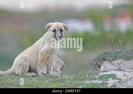 Der traurige streunende Hund sitzt. Stockfoto