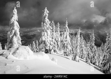 WA25090-00...WASHINGTON - Bäume mit Schnee unter der High Hut in den Mount Tahoma Trails. Stockfoto