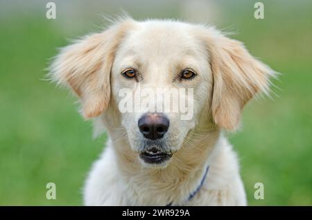 Porträt eines süßen Hundes in weißer Farbe. Nahaufnahme. Stockfoto