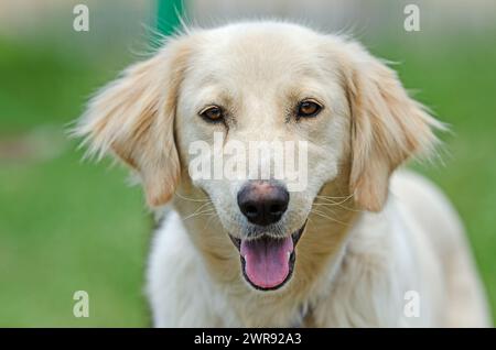 Porträt eines süßen Hundes in weißer Farbe. Nahaufnahme. Lächelnder Hund. Stockfoto