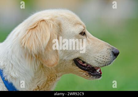 Porträt eines süßen Hundes in weißer Farbe. Nahaufnahme. Lächelnder Hund. Stockfoto