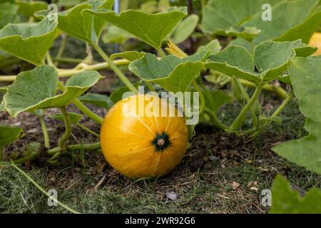 Gelbe Hokkaido-Kürbispflanze im Garten Stockfoto