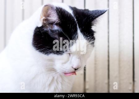 Schwarz-weiße Katze mit lustiger Grimasse aus der Nähe Stockfoto