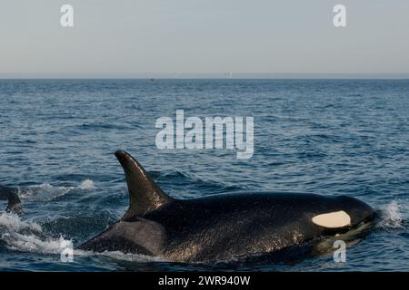 Orca oder Bigg's Killer Whales, Salish Sea, British Columbia, Kanada, Pazifik Stockfoto