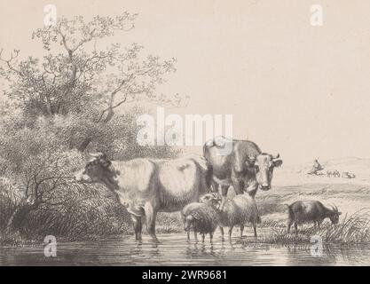 Kühe und Schafe in einer Pfütze, zwei Kühe, zwei Schafe und eine Ziege stehen in einer Pfütze mit Bäumen auf der linken Seite. Im Hintergrund sitzt ein Hirte mit seinen Schafen in der Landschaft., Druckerei: Hendrikus van de Sande Bakhuyzen, nach eigenem Entwurf von: Hendrikus van de Sande Bakhuyzen, Drucker: Koninklijke Nederlandse Steendrukkerij van C.W. Mieling, den Haag, 1847 - 1860, Papier, Höhe 211 mm x Breite 270 mm, Druck Stockfoto