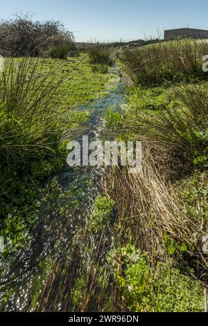 Ein kleiner Bach fließendes Wasser mitten auf einem Feld mit viel Vegetation und Schilf, teilweise flach Stockfoto