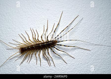 Scutigera coleoptrata Insekt, Haus Tausendfüßer, auf weißem Hintergrund. Hochwertige Fotos Stockfoto