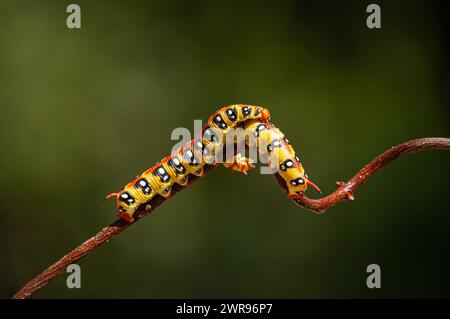 Euphorbia Hawkmoth caterpillar, Hyles euphorbiae auf einem Ast. Stockfoto