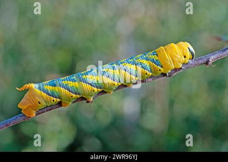 Afrikanisches Totenkopfkraut (Acherontia atropos), eine schmetterlingsraupe, die auf einem grünen Zweig kriecht. Stockfoto