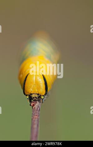 Afrikanisches Totenkopfkraut (Acherontia atropos), eine schmetterlingsraupe, die auf einem grünen Zweig kriecht. Stockfoto