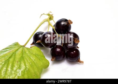 Mehrere Beeren von reifer schwarzer Johannisbeere auf einem Zweig mit einem grünen Blatt liegen auf dem Tisch. Stockfoto