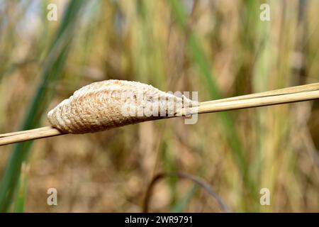 Der Kokon der Mantis religiosa hängt an einem Grasstängel. Stockfoto