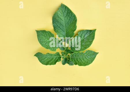 Grüne Blätter eines Kartoffelstrauchs liegen auf gelbem Hintergrund. Stockfoto